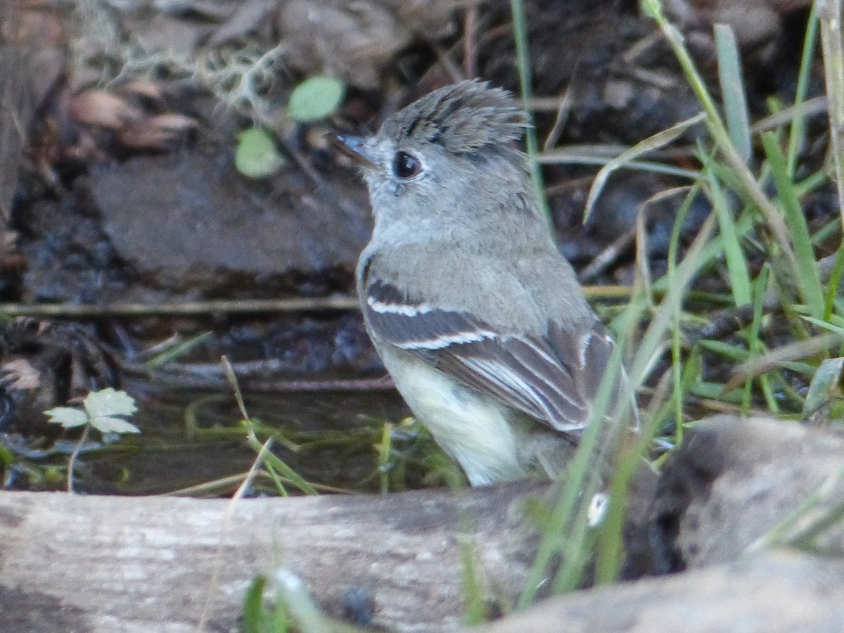 Western Wood-Pewee - ML627984462