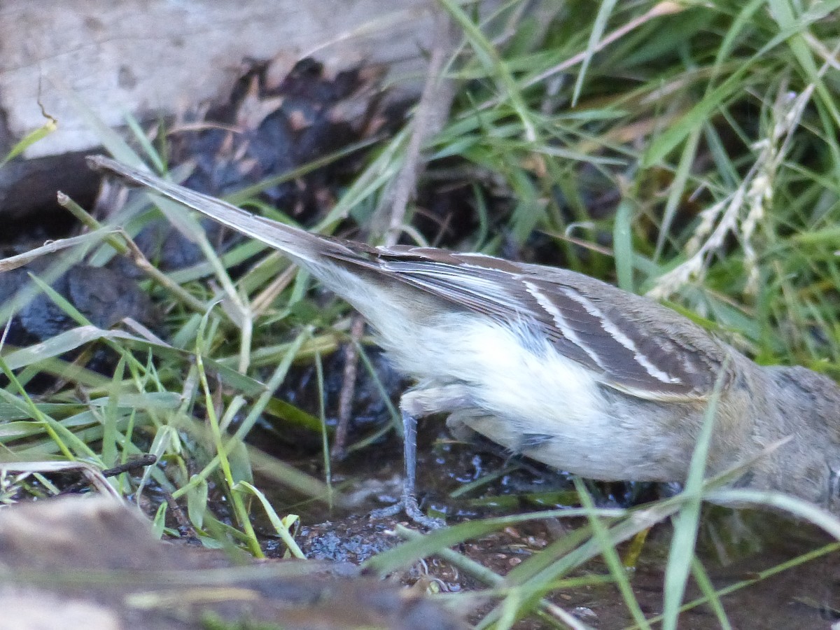 Western Wood-Pewee - ML627984466