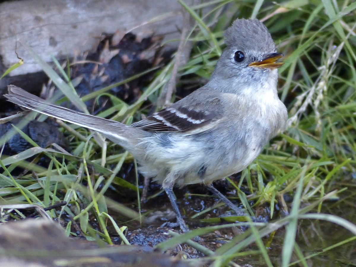 Western Wood-Pewee - ML627984473