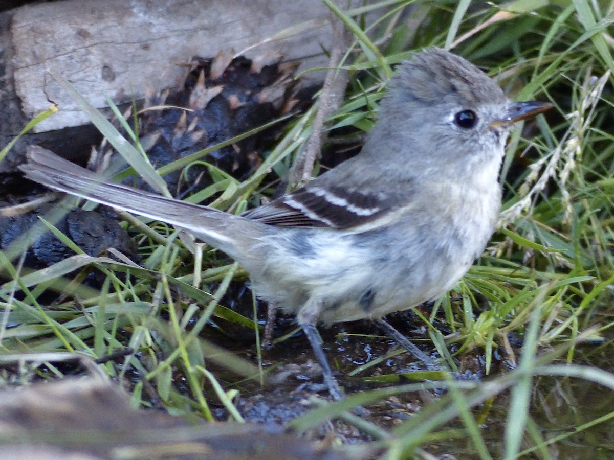 Western Wood-Pewee - ML627984479