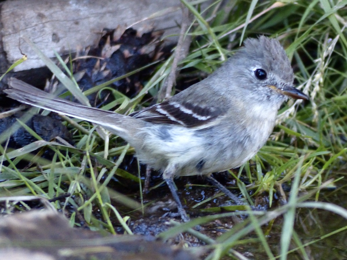 Western Wood-Pewee - ML627984483