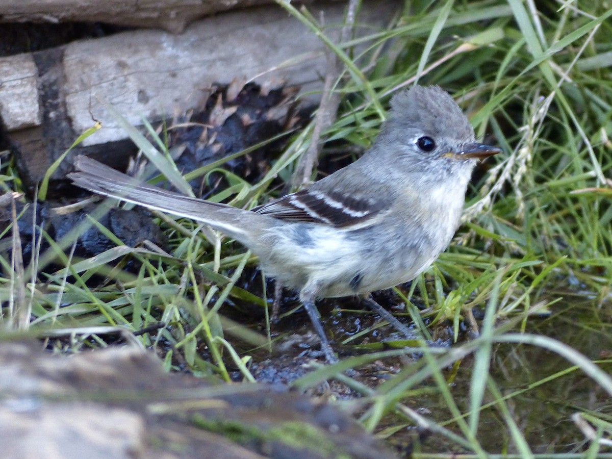 Western Wood-Pewee - ML627984484