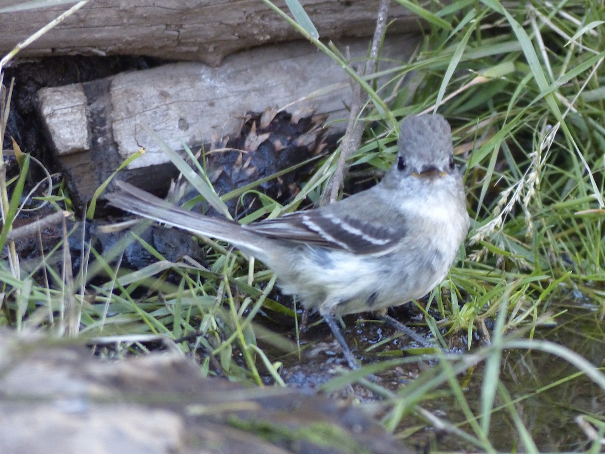 Western Wood-Pewee - ML627984491