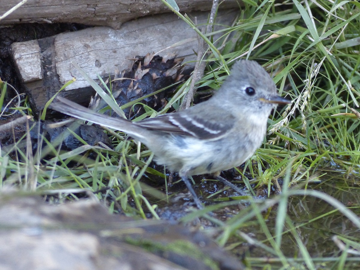 Western Wood-Pewee - ML627984495