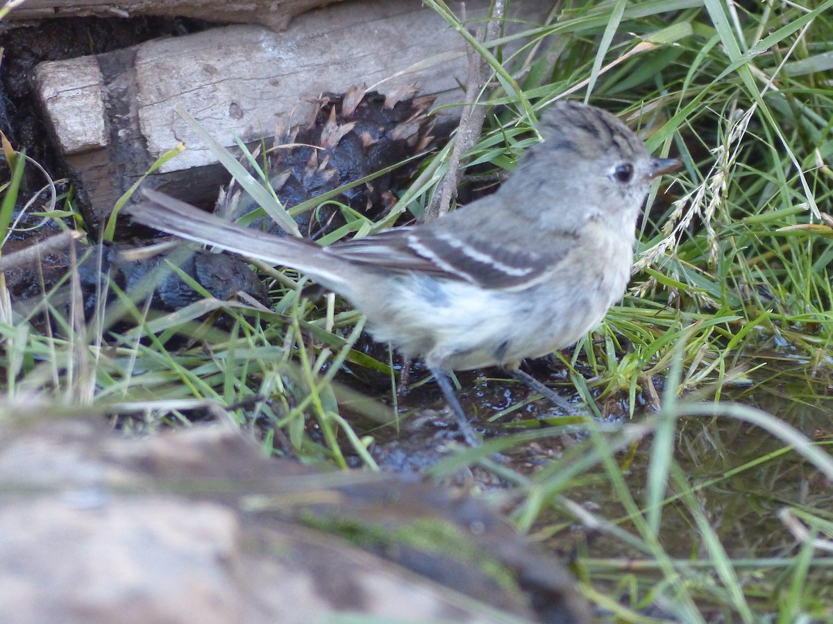 Western Wood-Pewee - ML627984497