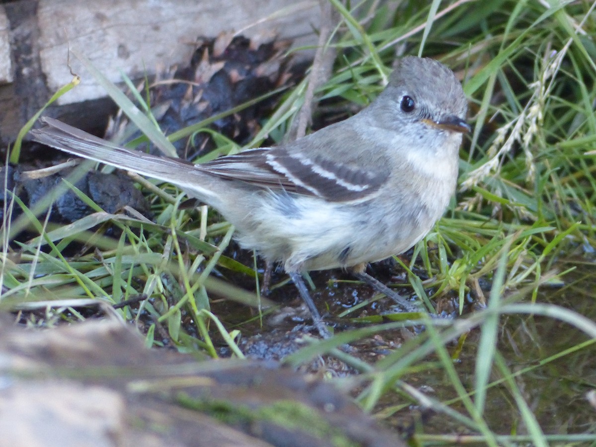 Western Wood-Pewee - ML627984503