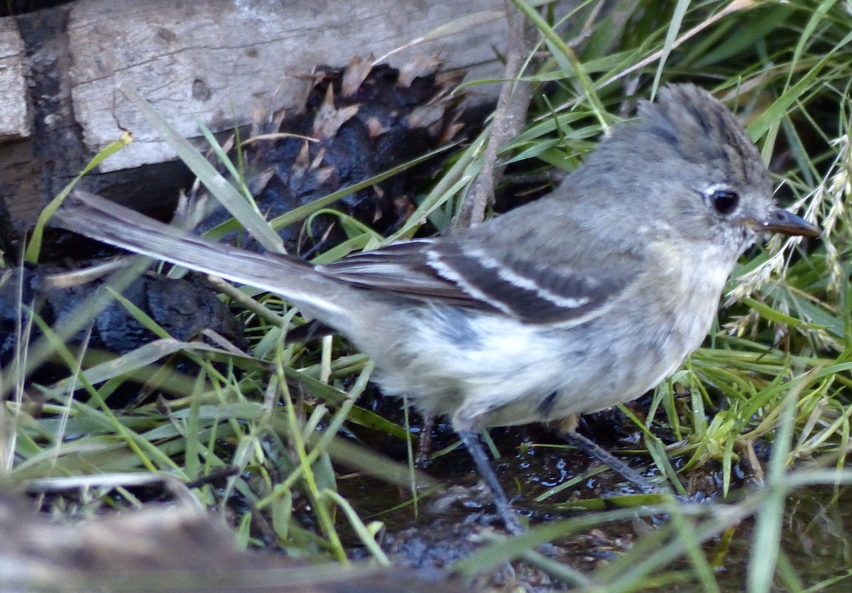 Western Wood-Pewee - ML627984509