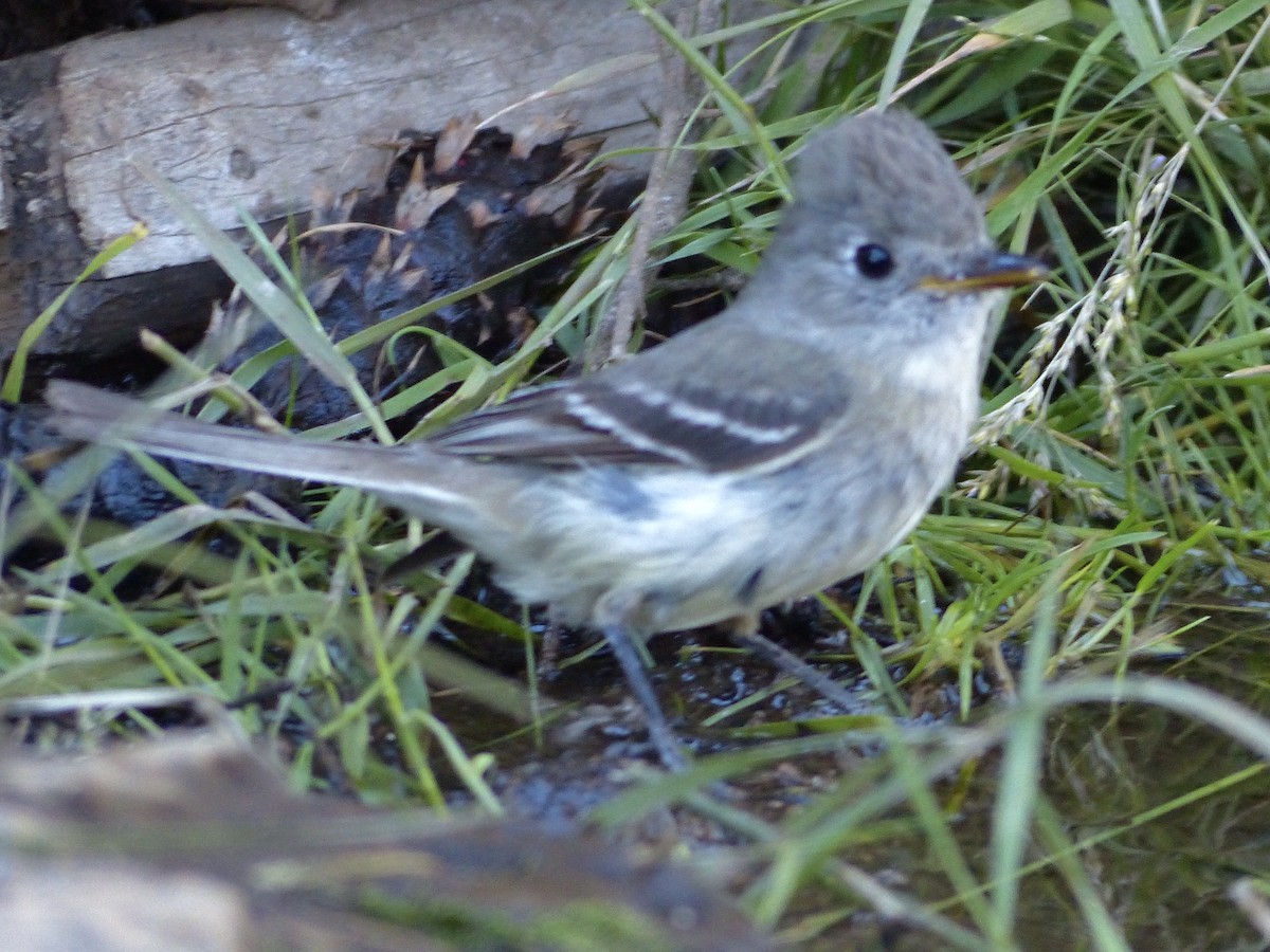 Western Wood-Pewee - ML627984512