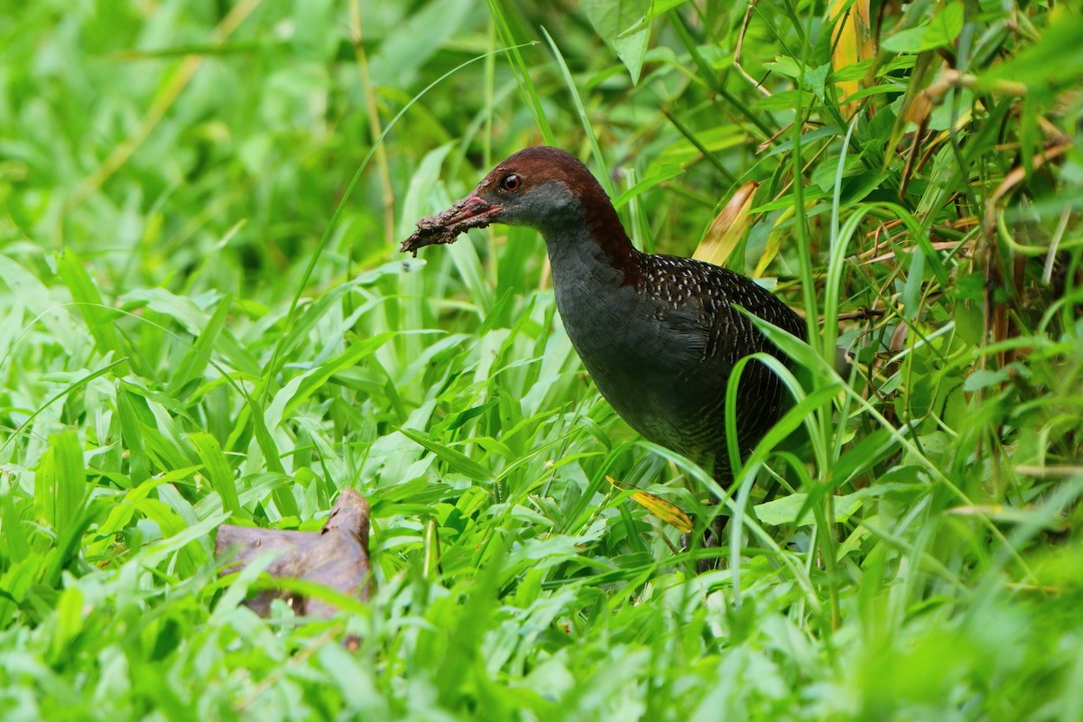 Slaty-breasted Rail - ML627984514