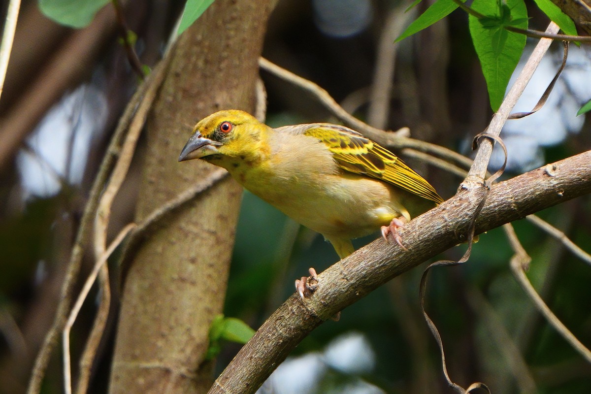 Golden-backed Weaver - ML627984516