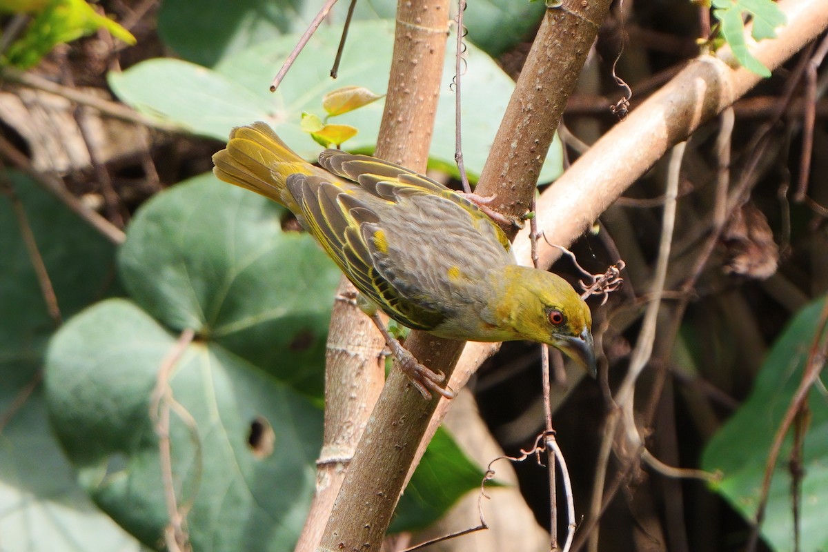 Golden-backed Weaver - ML627984518