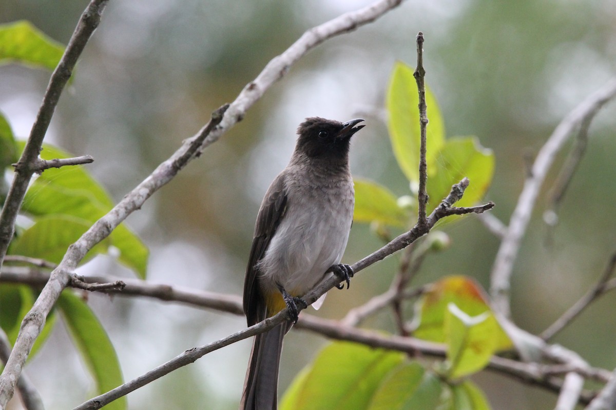 Common Bulbul - ML627984537
