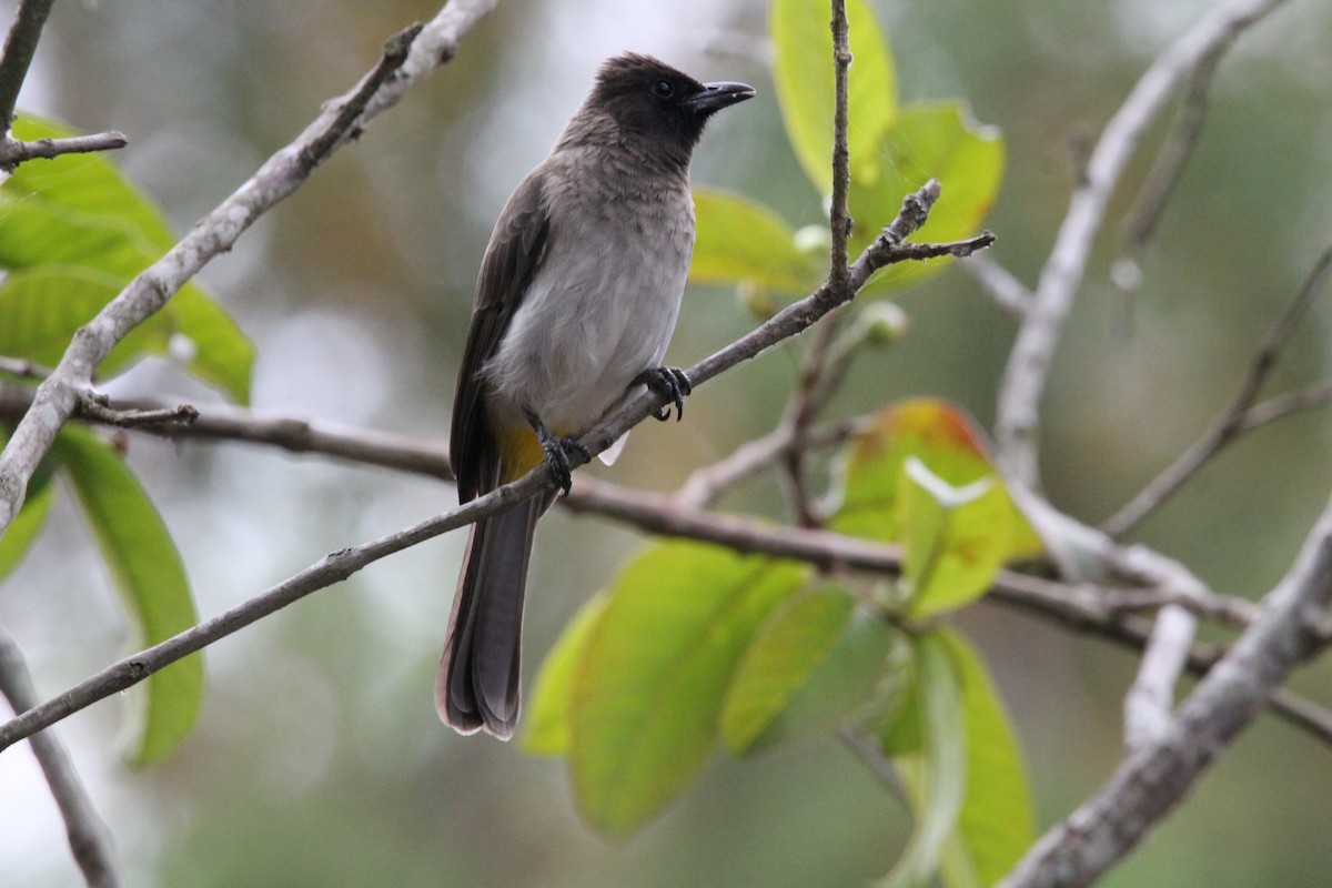 Common Bulbul - ML627984546