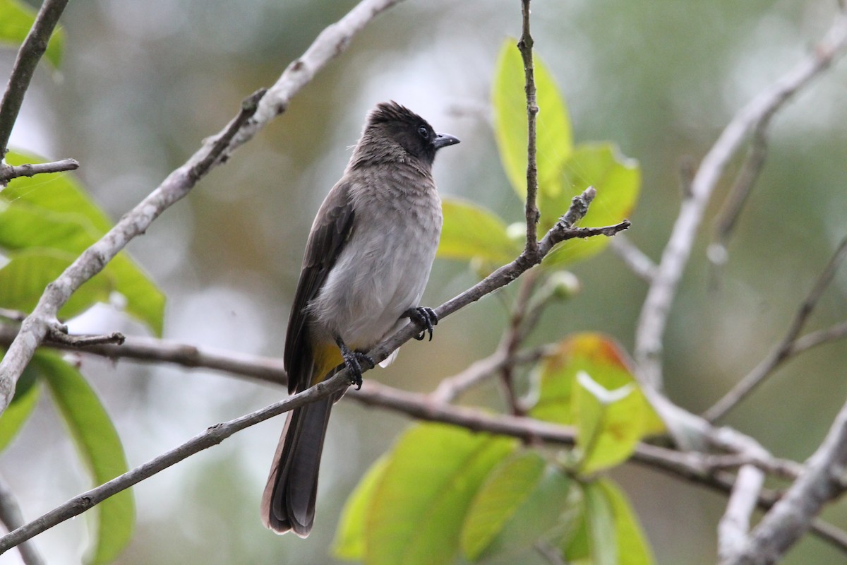 Common Bulbul - ML627984547