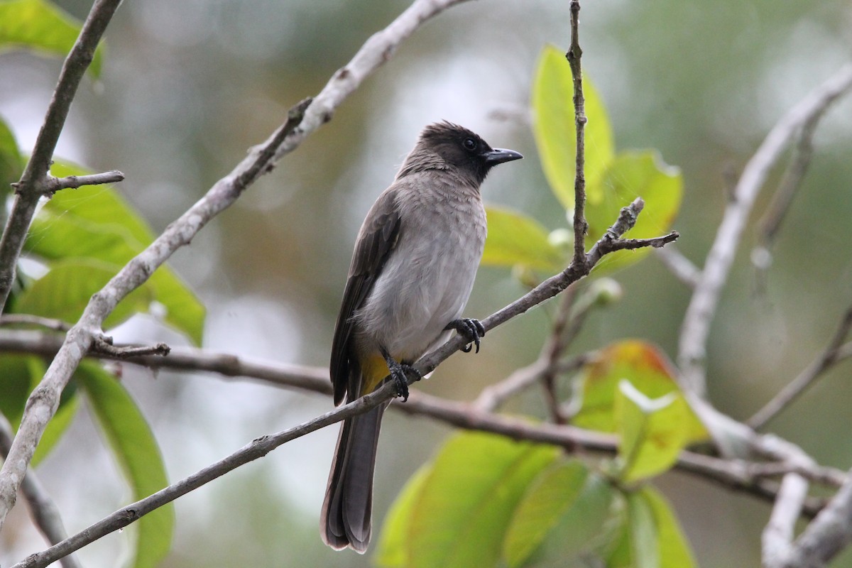 Common Bulbul - ML627984548