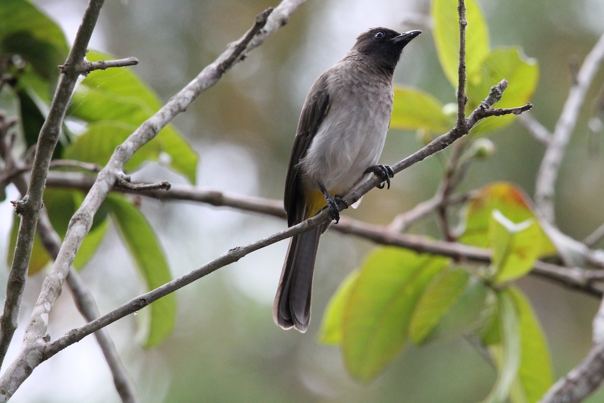Common Bulbul - ML627984550