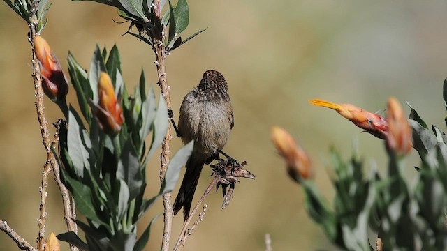 Plain-mantled Tit-Spinetail - ML627984576