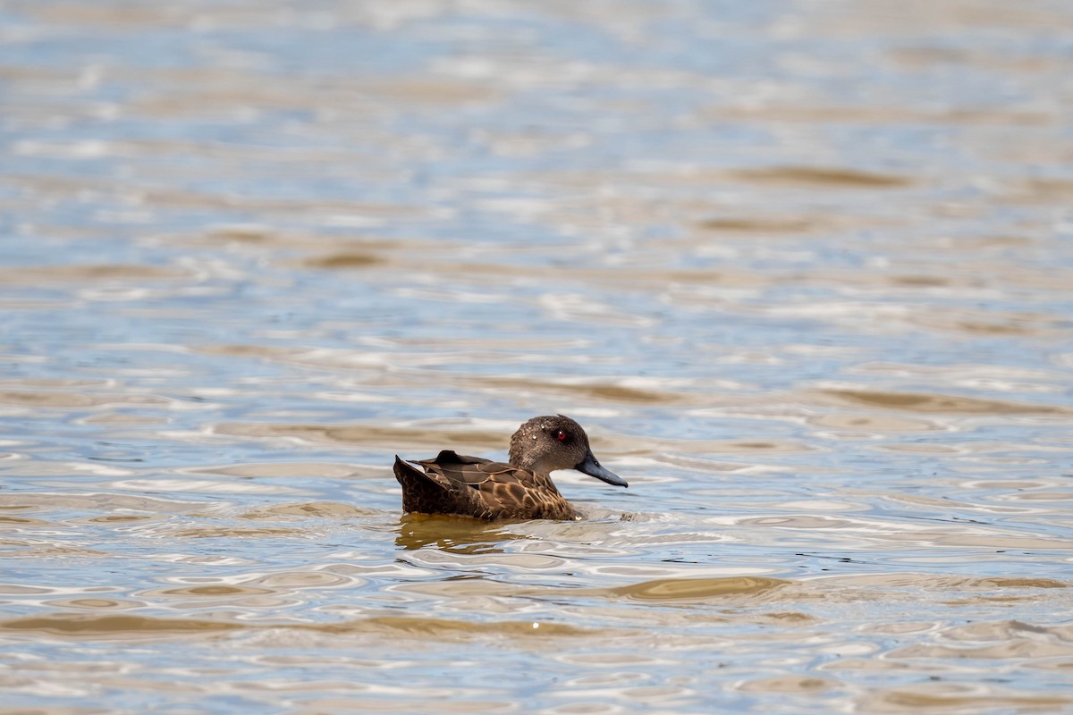 Chestnut Teal - ML627984630