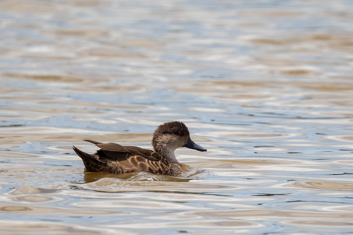 Chestnut Teal - ML627984632