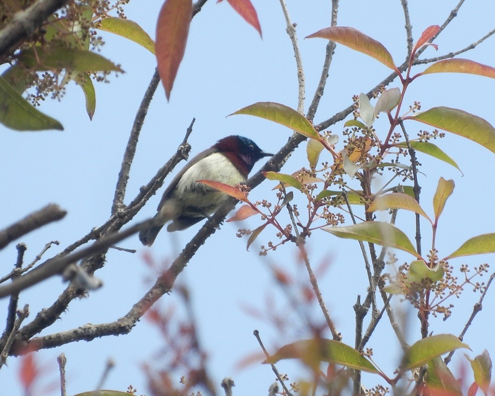 Crimson-backed Sunbird - ML627984633