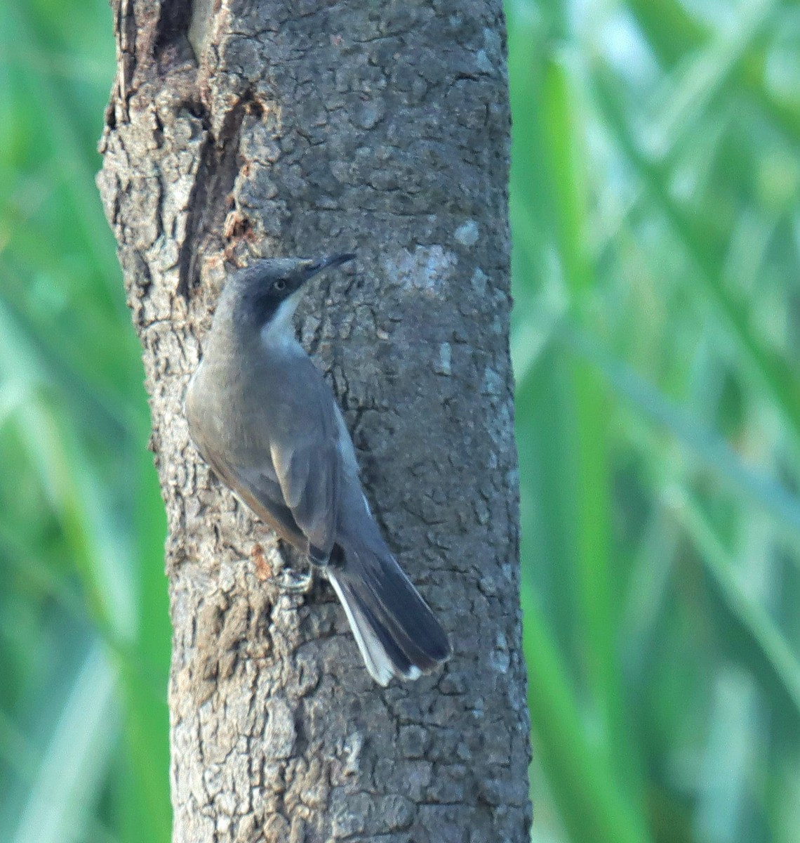 Eastern Orphean Warbler - ML627984701