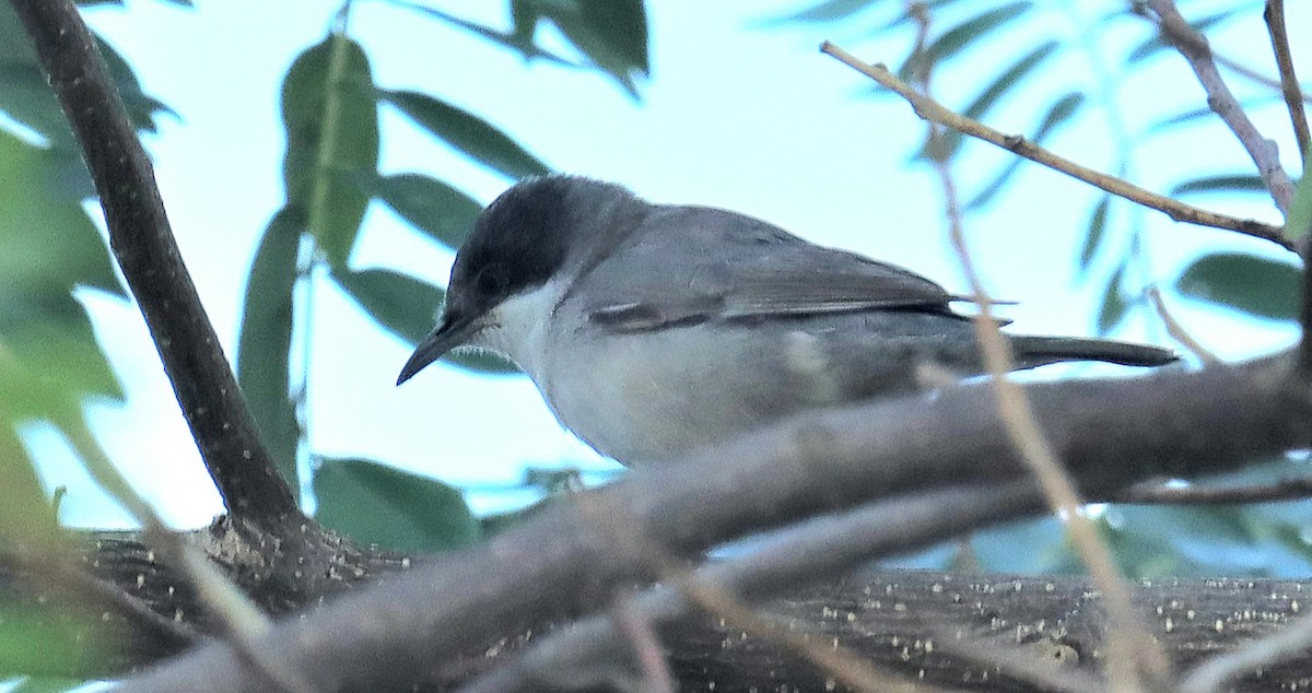 Eastern Orphean Warbler - ML627984713