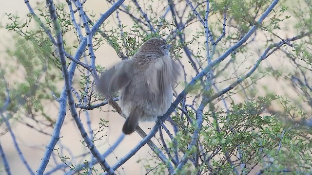 Sandy Gallito - ML627984733