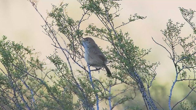 Sandy Gallito - ML627984734