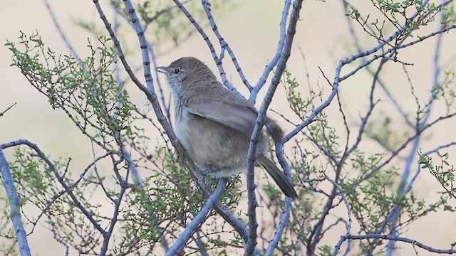 Sandy Gallito - ML627984735