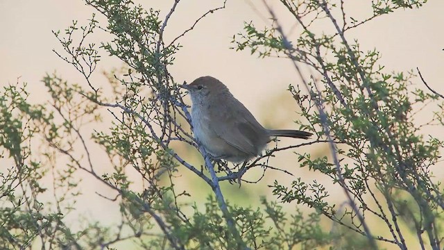 Sandy Gallito - ML627984736