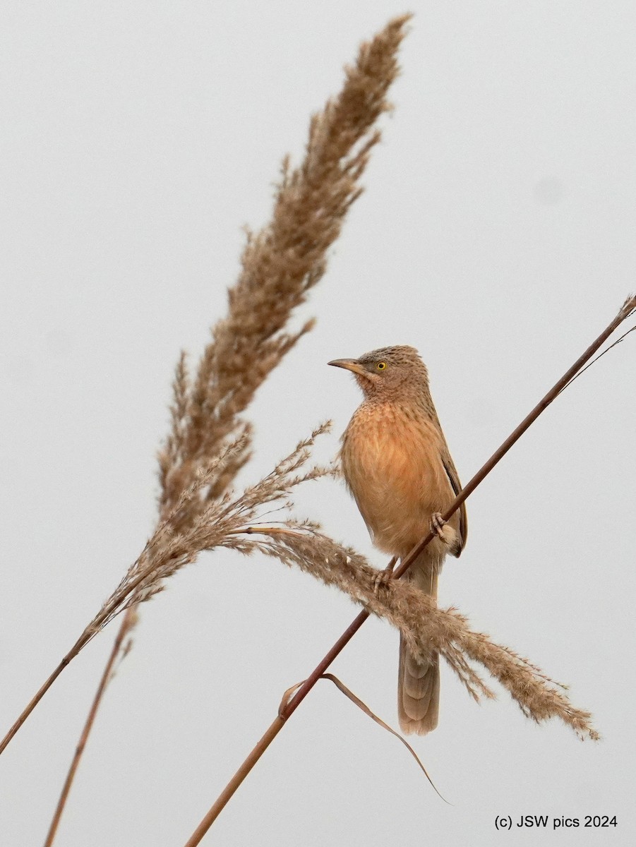 Striated Babbler - ML627984753