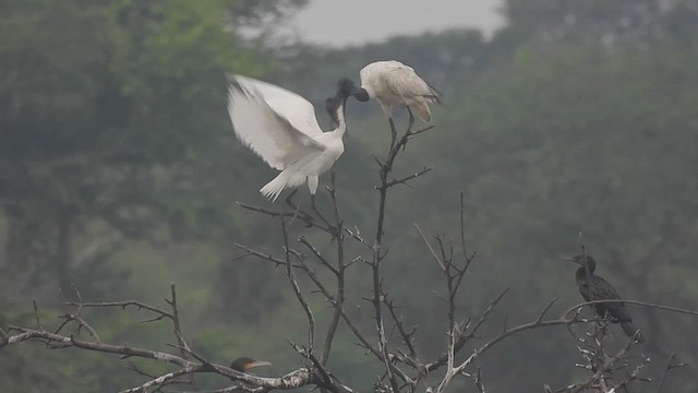 Black-headed Ibis - ML627984754