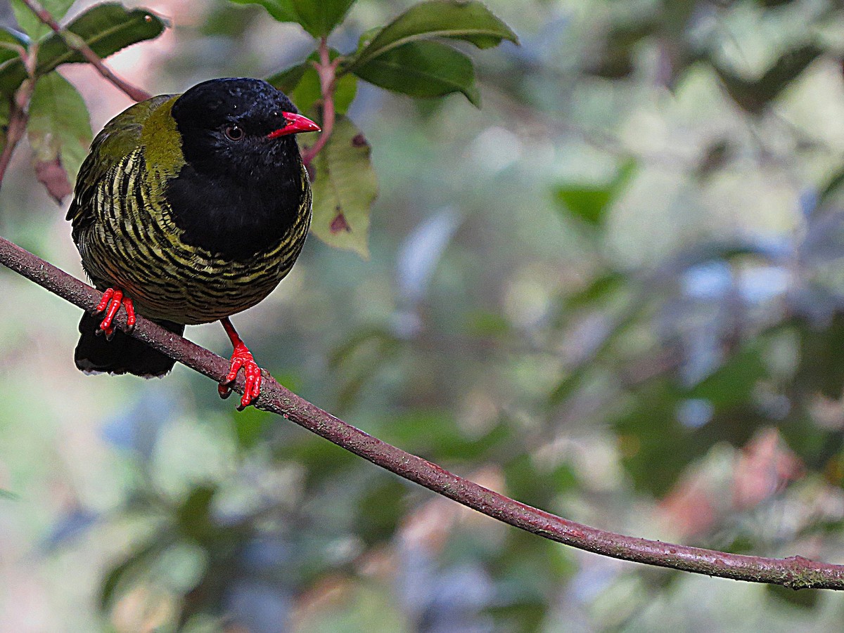 Barred Fruiteater - ML627984762