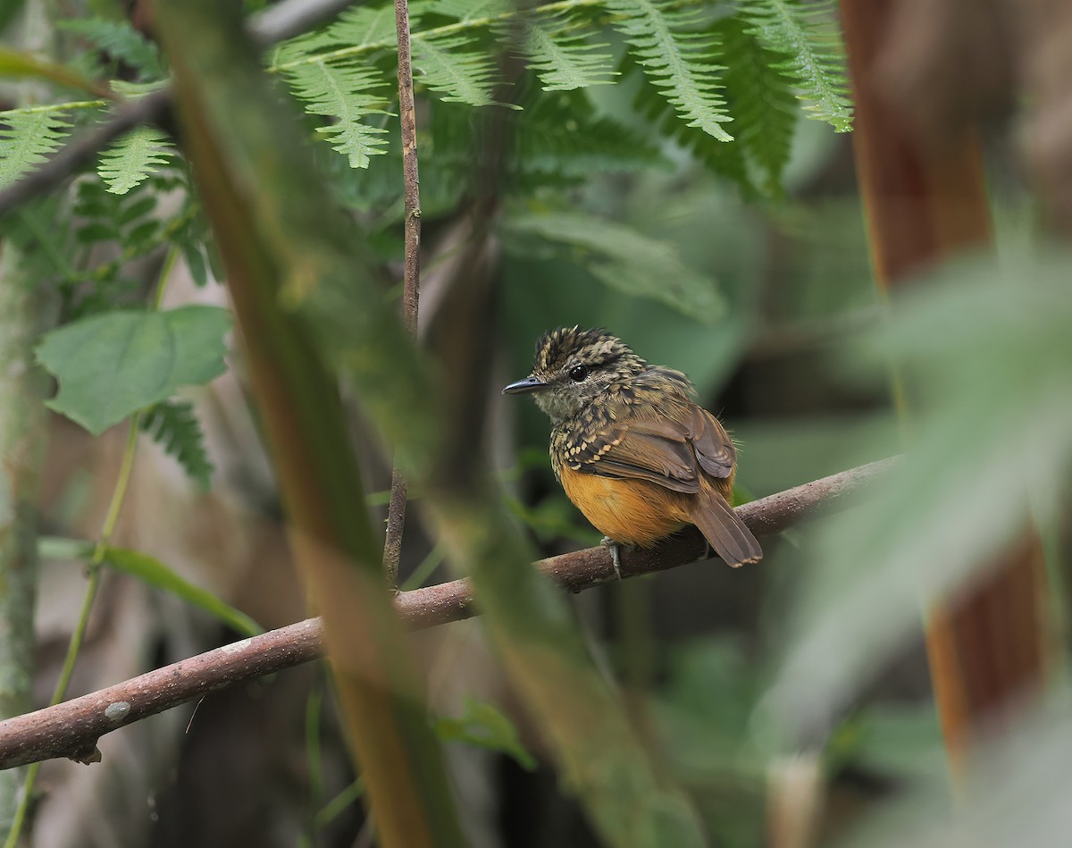 Peruvian Warbling-Antbird - ML627984769