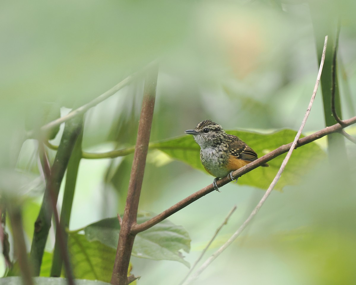 Peruvian Warbling-Antbird - ML627984772