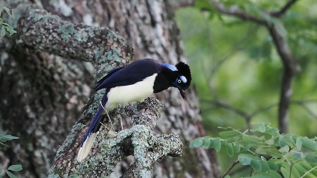 plysjskrike - ML627984786