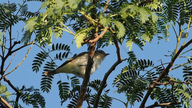 Chivi Vireo - ML627984801