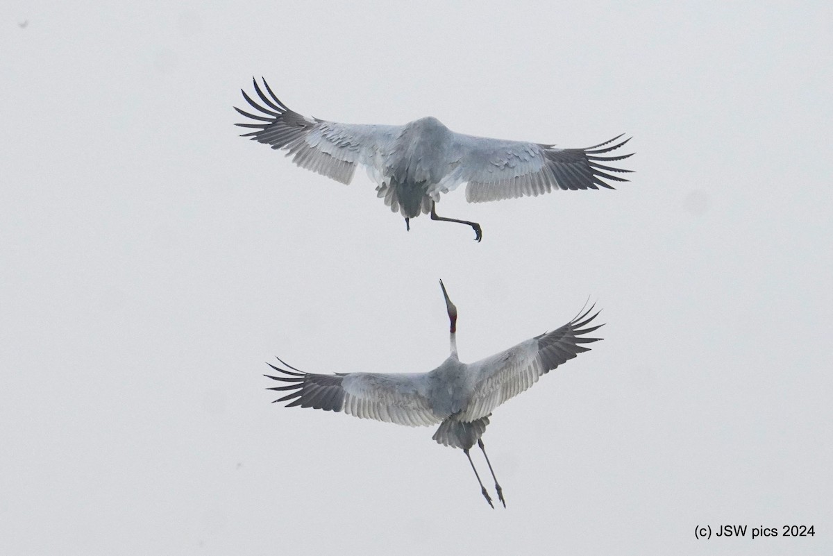 Sarus Crane - ML627984802