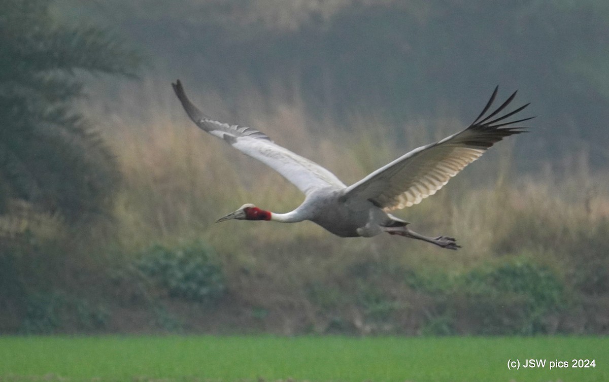 Sarus Crane - ML627984806