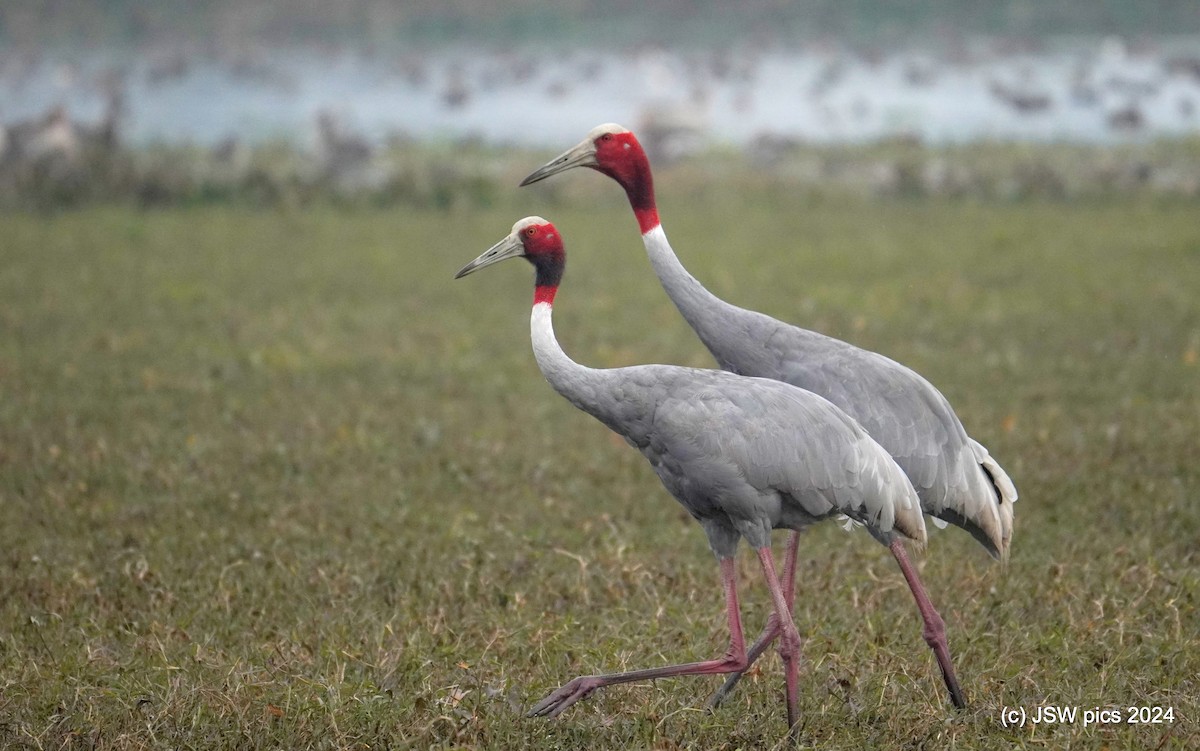 Sarus Crane - ML627984810