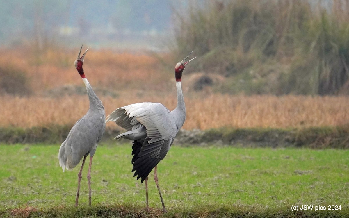 Sarus Crane - ML627984811