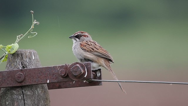 ユンガススズメモドキ - ML627984821