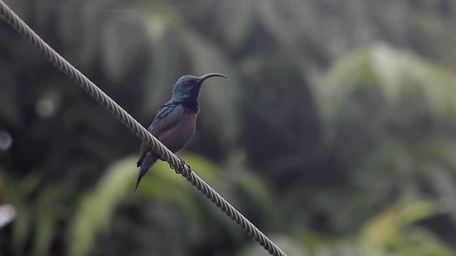 クリムネタイヨウチョウ - ML627984923