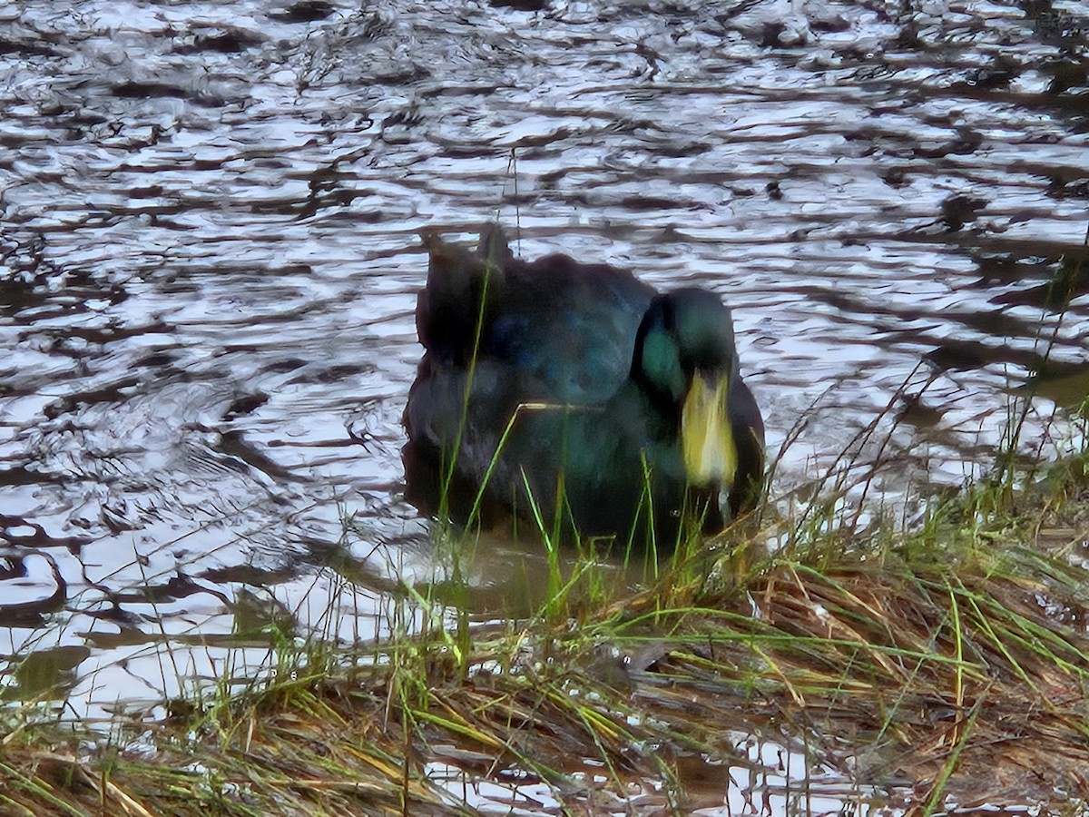 Mallard (Domestic type) - ML627984928