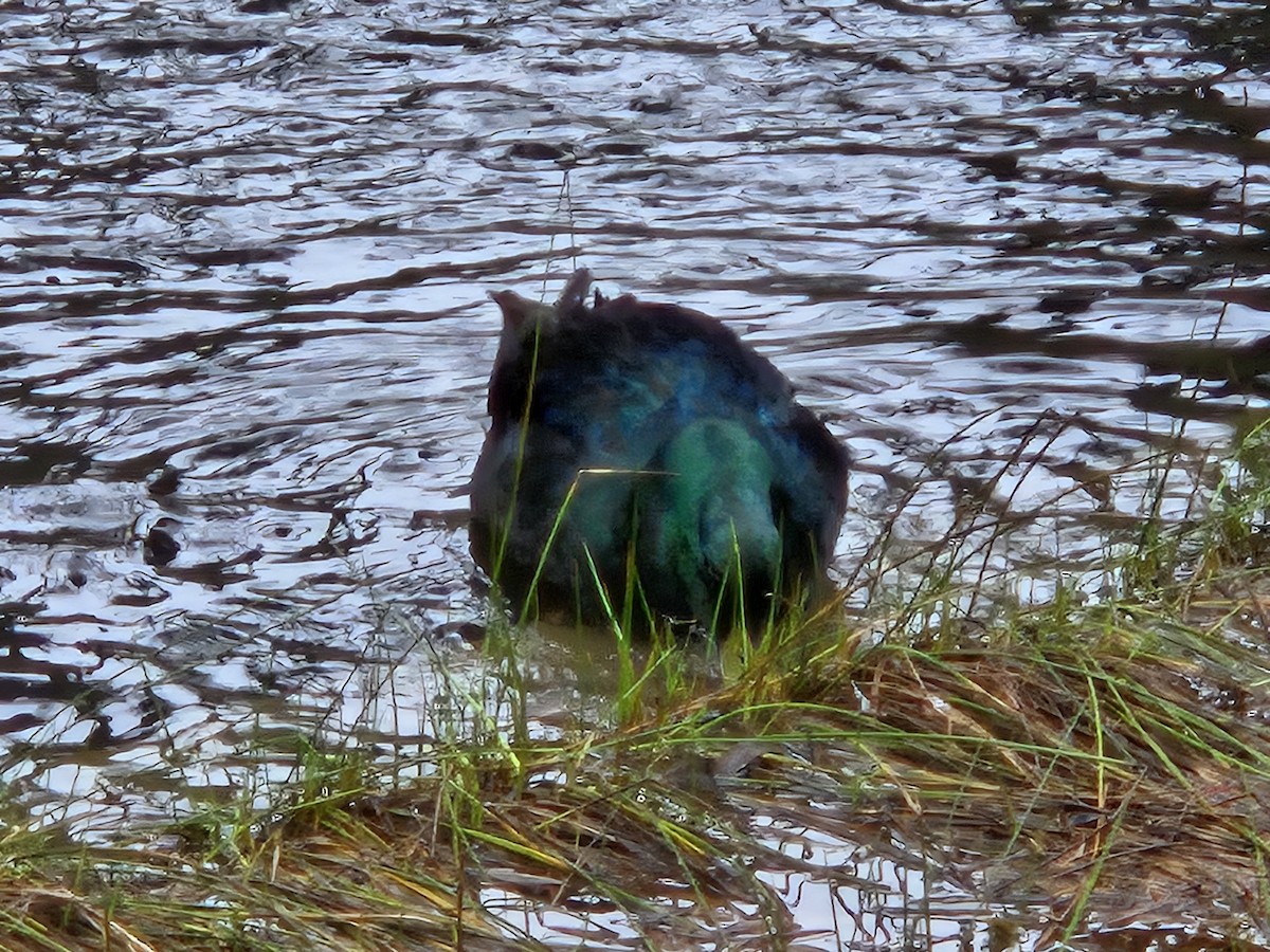 Mallard (Domestic type) - ML627984930