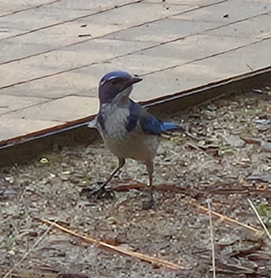 California Scrub-Jay - ML627984932