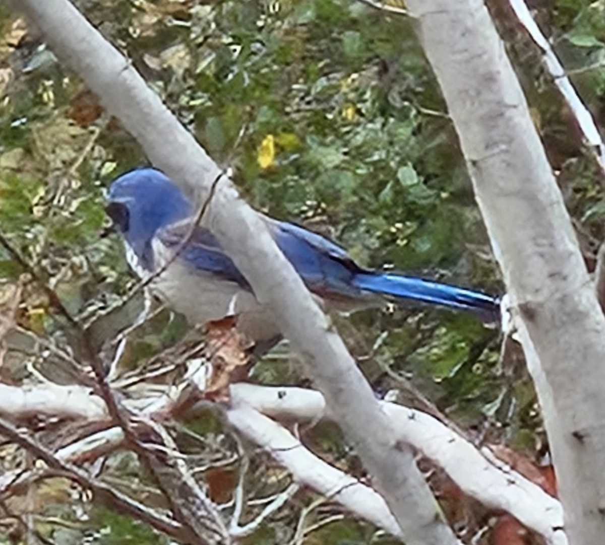 California Scrub-Jay - ML627984933