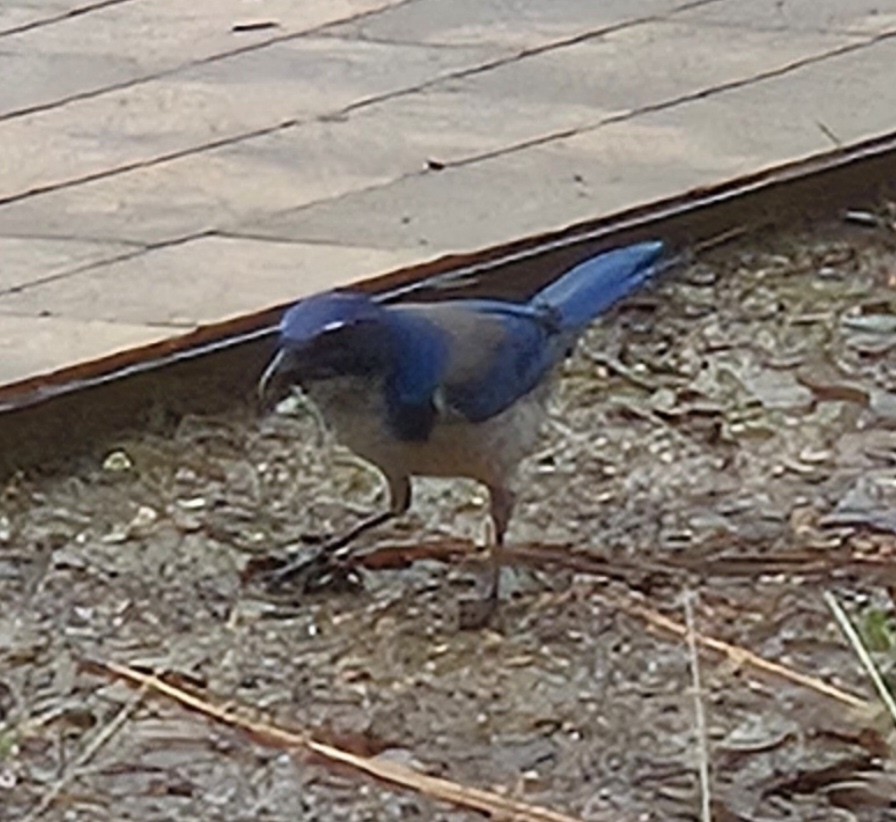 California Scrub-Jay - ML627984934