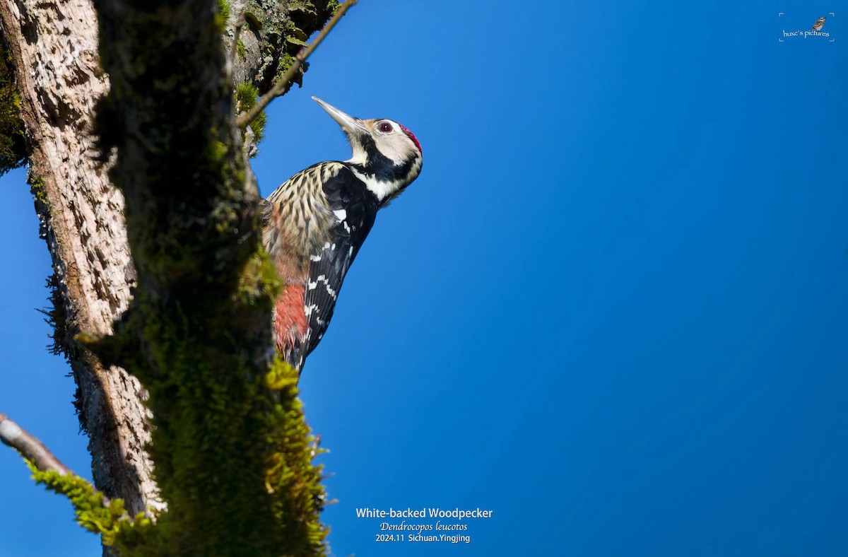 White-backed Woodpecker - ML627984944