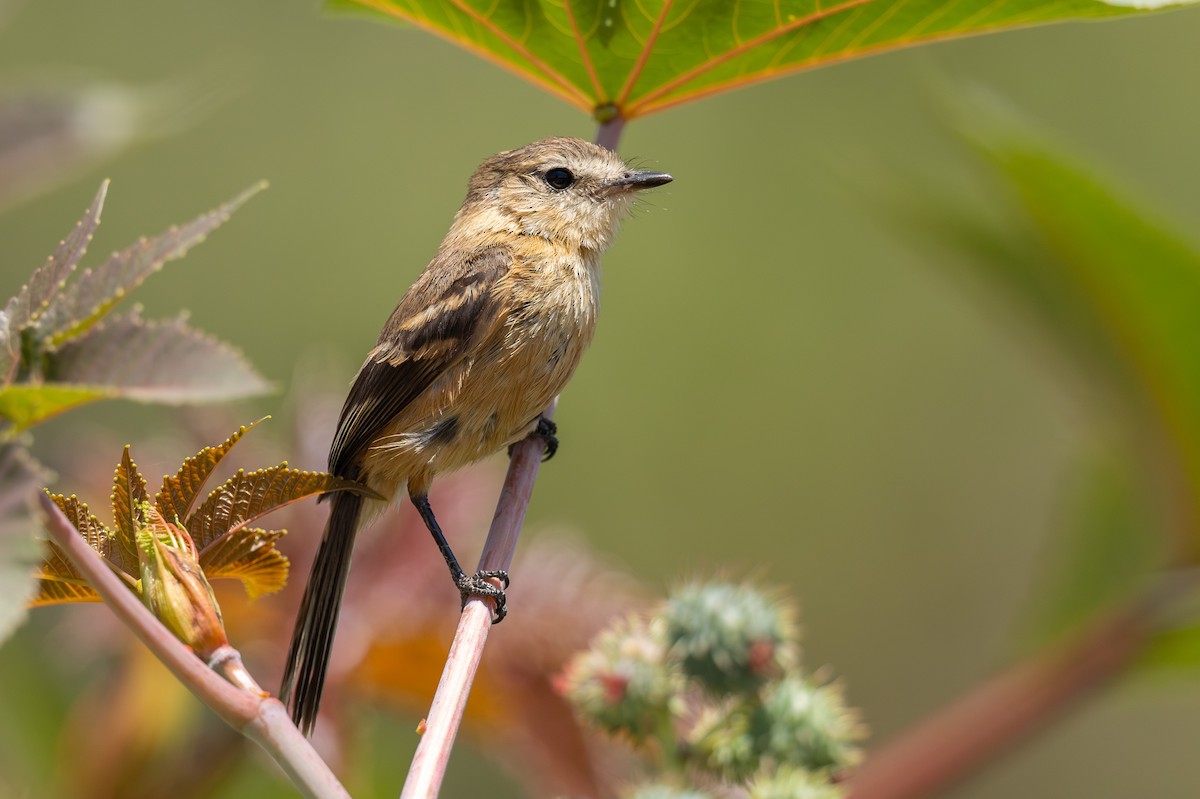 Rufescent Flycatcher - ML627984961